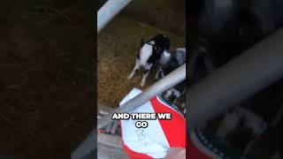 Maximizing Nutrition for Belgian Blues The Secret to Calf Feed Success Information