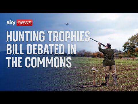 Trophy hunting ban bill is debated in the House of Commons
