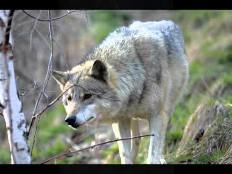 Dreaming Of Wolves Adventures In The Carpathian Mountains