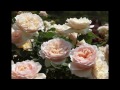 2013/05/26春のバラまつり(花フェスタ記念公園) の動画、YouTube動画。