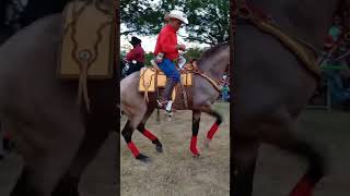 videos de caballos 2023 real rurallife