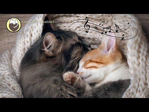 528 Hz Deep Healing Music for Stressed and Anxious Cats (with cat purring sounds)