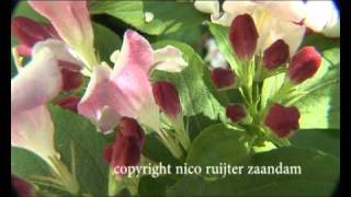 Nederland Beautiful Bright Blossom