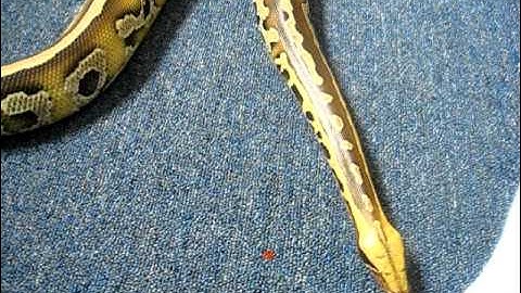 Borneo Short Tail Python Update