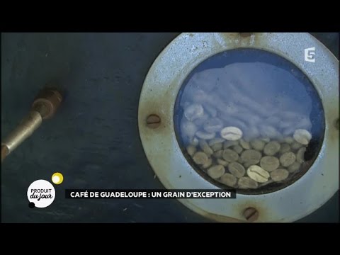 Café de Guadeloupe : un grain d'exception