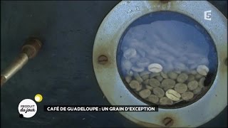 Café de Guadeloupe : un grain d'exception