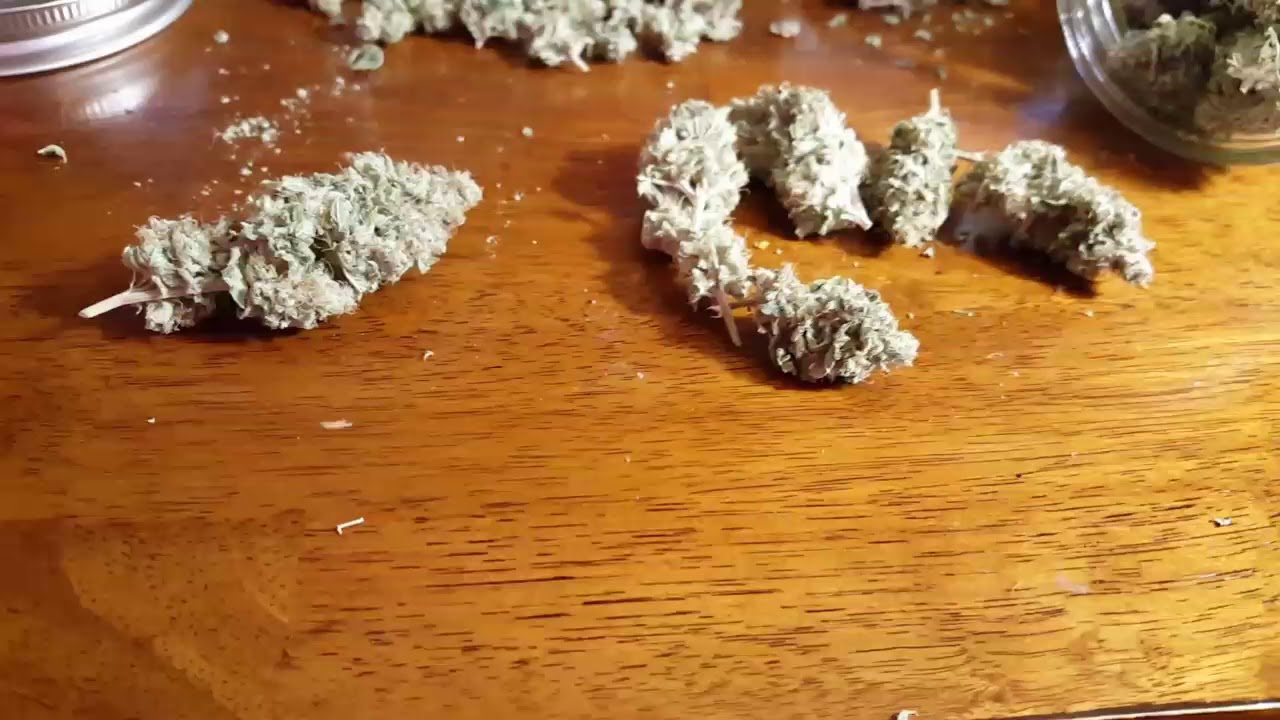 Laughing Buddha from Attitude Seed Bank my grow