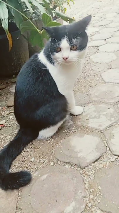 Assalamualaikum kiki 😁 #laguviral #cat #fyp #shorts