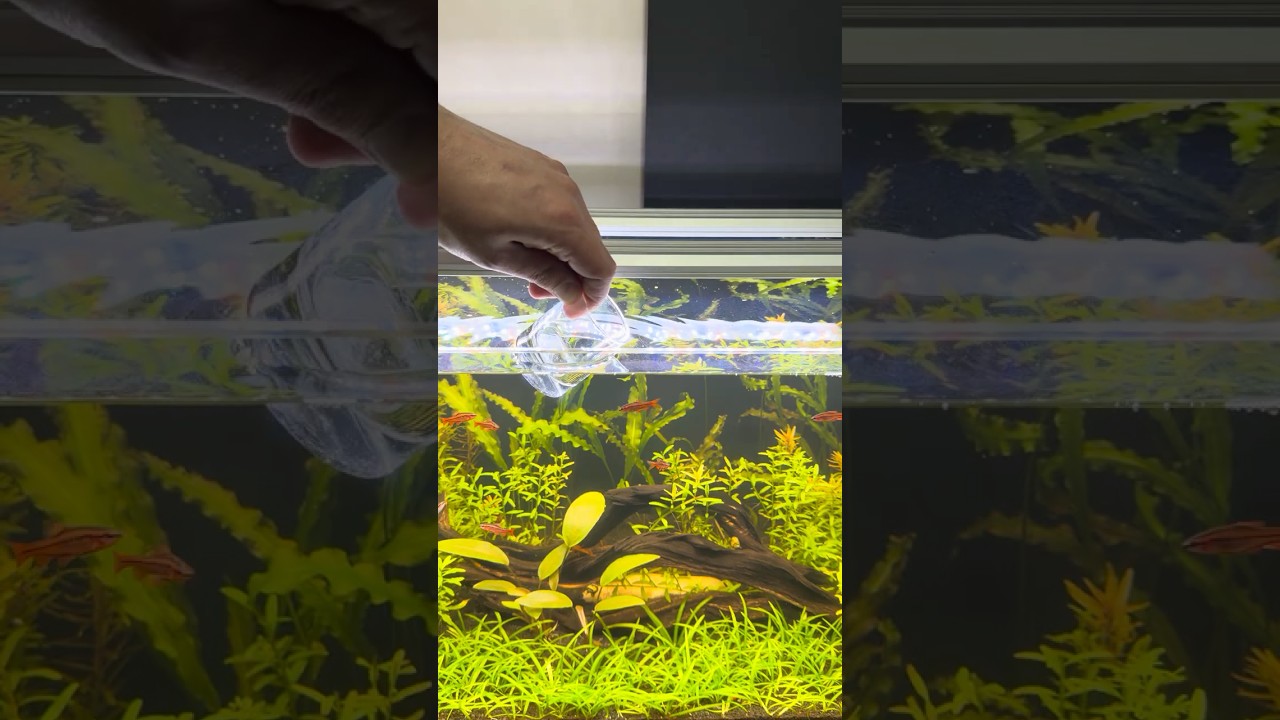 Dried Artemia Feeding Frenzy! 