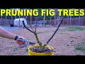 Pruning Fig Trees Perfectly For Fig Cuttings [COMPLETE GUIDE]