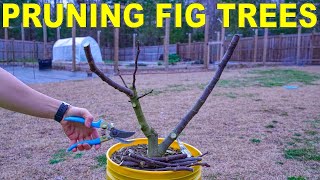 Pruning Fig Trees Perfectly For Fig Cuttings [COMPLETE GUIDE]