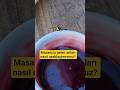 Masanıza gelen arıları nasıl uzaklaştırırsınız? #arı #bee #muhabbetkuşu #budgie #bilgi