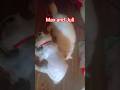 #cat #siraj