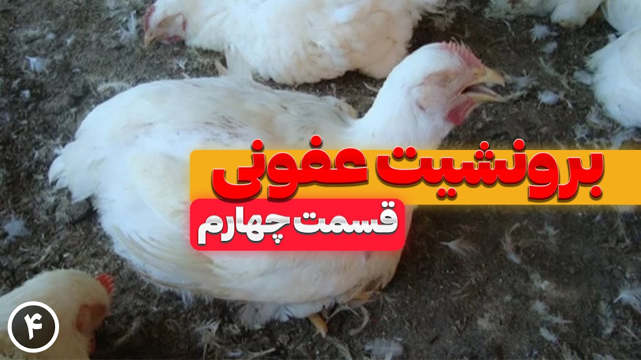 بیماری برونشیت عفونی در مرغ گوشتی (قسمت‌چهارم)
