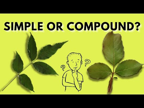 Video: Hvad er forskellen mellem et simpelt blad og en sammensat bladquizlet?
