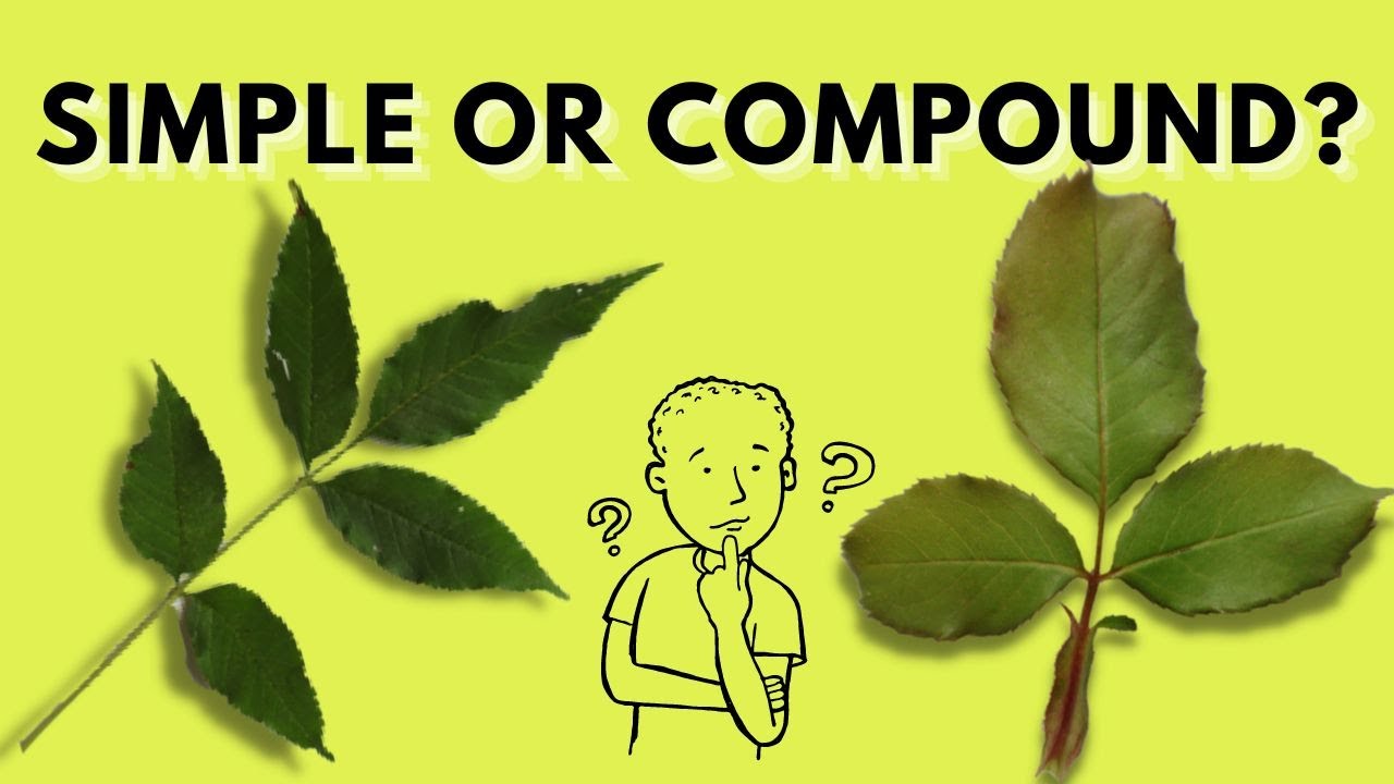 Learn How To Recognize Compound Leaves