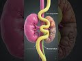 What is kidney | composition | structure | nephron | function #biology #urinarysystem #science #bean