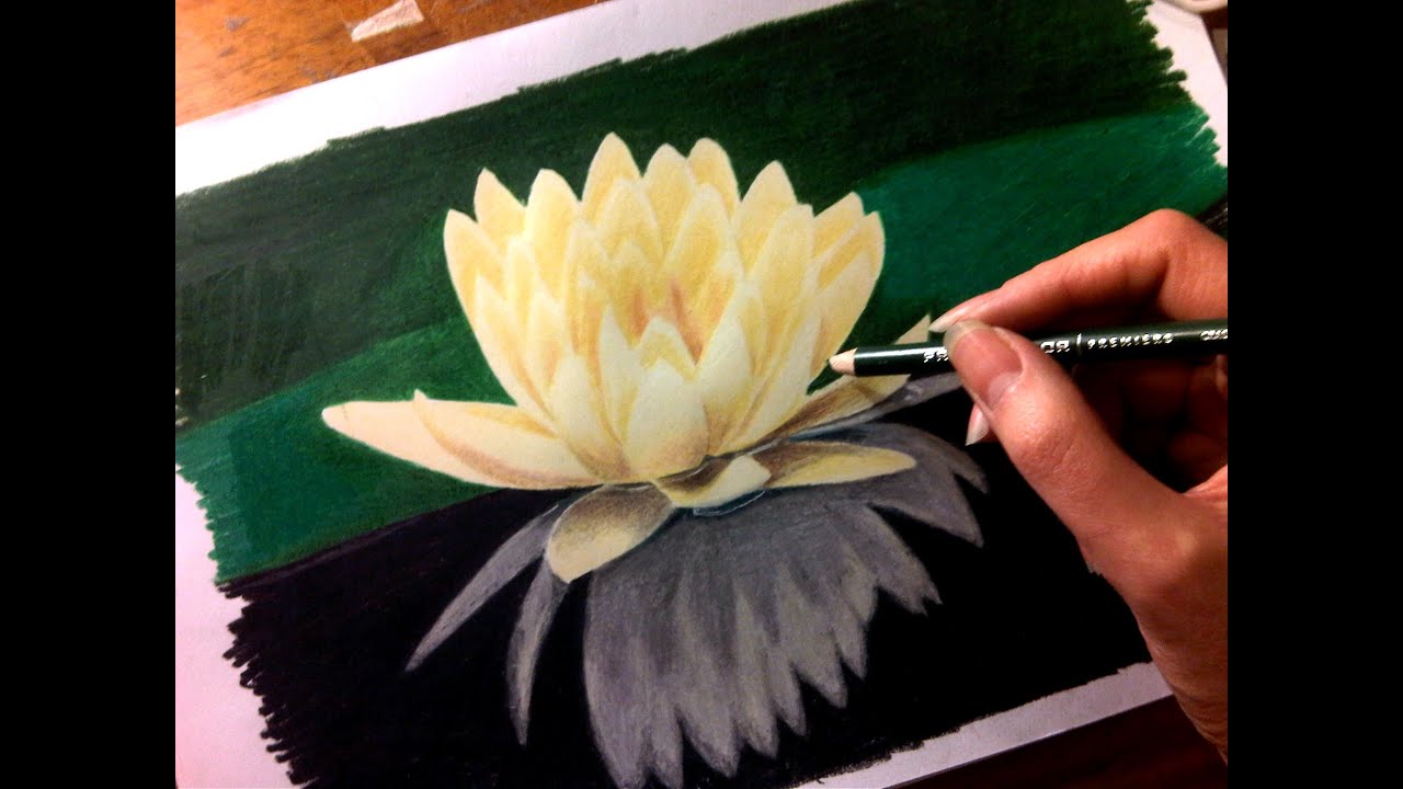 Time Lapse Drawing of flower: Water Lily