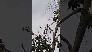 Retail hawk looking for a snack.
