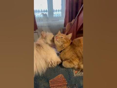 Бабушка Дарси и Внучок Пиксель 😻#бабушка #кошка #внук #кот - YouTube
