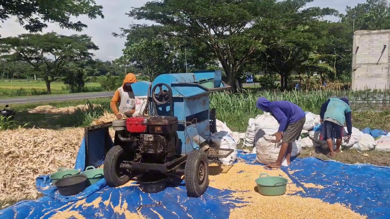 Farmain Shell FAST AND EFFICIENT! WATCH HOW FARMERS SHELL CORN USING MODERN ...