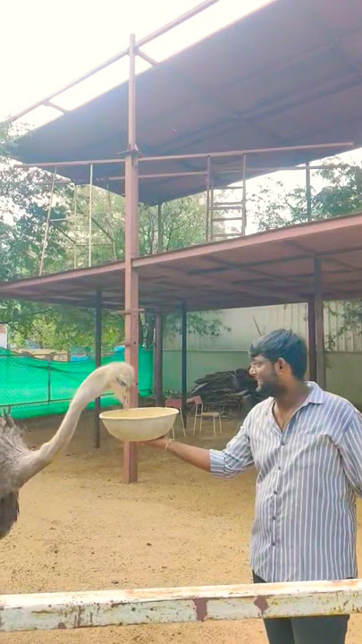 Gulab Jamulu Gala Gala Ladayi Ra Ayya😂🤣 #ostrich #daredevil #fear #zoo #trending