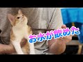 子猫 お水が飲めた！保護猫と初老夫婦の日常