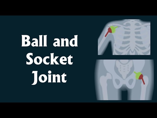 ⁣Ball and Socket joint