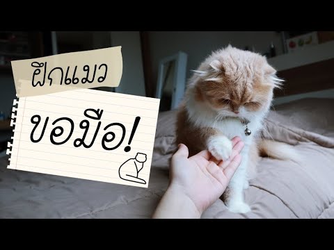 วีดีโอ: วิธีฝึกแมวด้วยมือ
