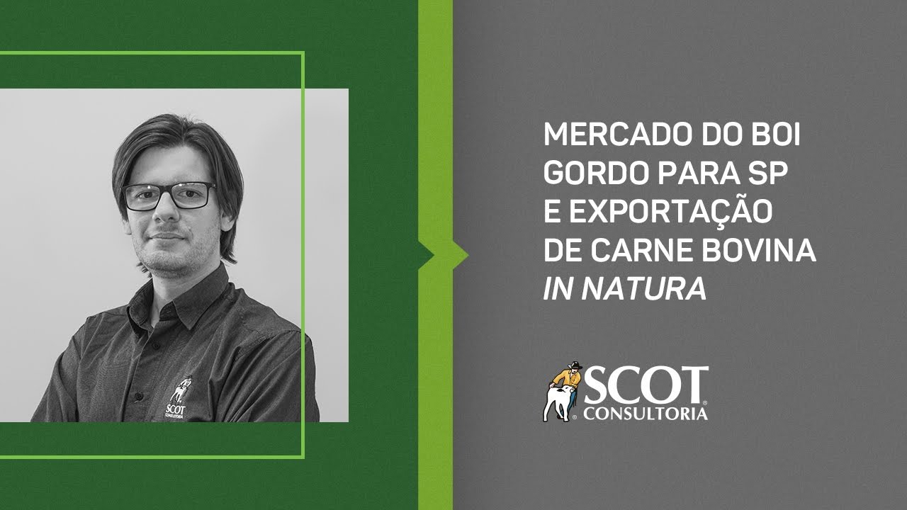 Mercado do boi gordo para São Paulo e exportação de carne bovina in natura  - TV Scot Consultoria - Portal do Agronegócio