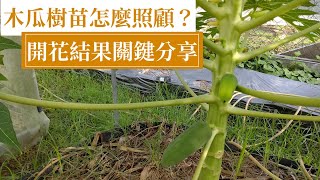 木瓜開第一朵花前的種植關鍵| 阿星種植 