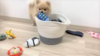 The Pomeranian dog found hiding a toy in the laundry is very cute! by CuteAnimal Ch 1,110 views 3 years ago 5 minutes, 26 seconds