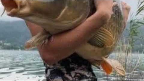 Hướng dẫn trộn mồi câu cá bằng a quỳ