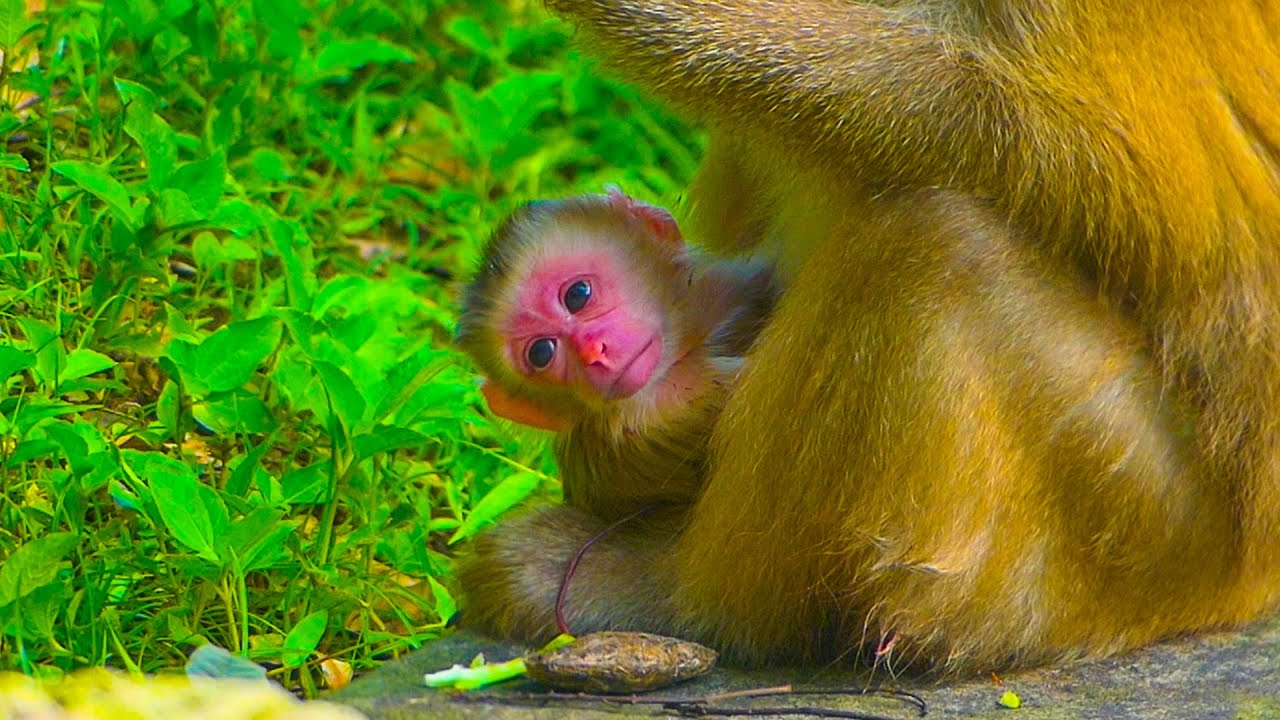 HOT-News!! Morning welcome Newborn baby, Monkey Joyce give birth successfully 06/08/2025 💞💞🎉🎉