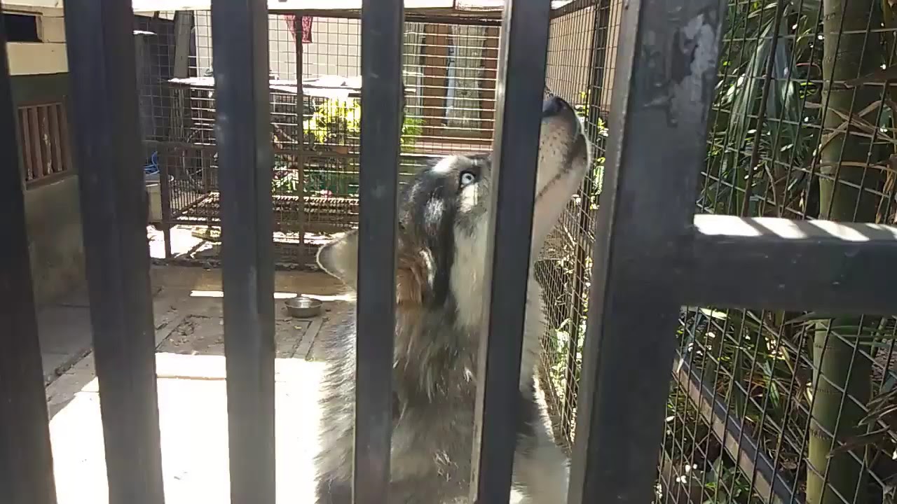 Anjing Husky Dan Golden Berteman Satu Kandang Youtube