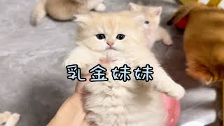 几只甜美可爱的小奶猫在线寻找新家。 by 古德猫儿く 75 views 6 days ago 2 minutes, 16 seconds