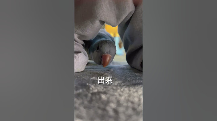 胖胖试探起来也太可爱了~#funnyvideo #pets #birds #parrot #animals #cute #funny #治愈#shorts