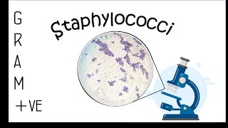 gram +ve staphylococcus species characteristic |خصائص وأنواع الخلايا المكورة العنقودية