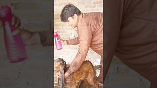 First aid treatment in fever #beautifullgoats #goatskids #amratsarilovers #beetalgoat #farming
