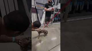 Walking a serval kitten