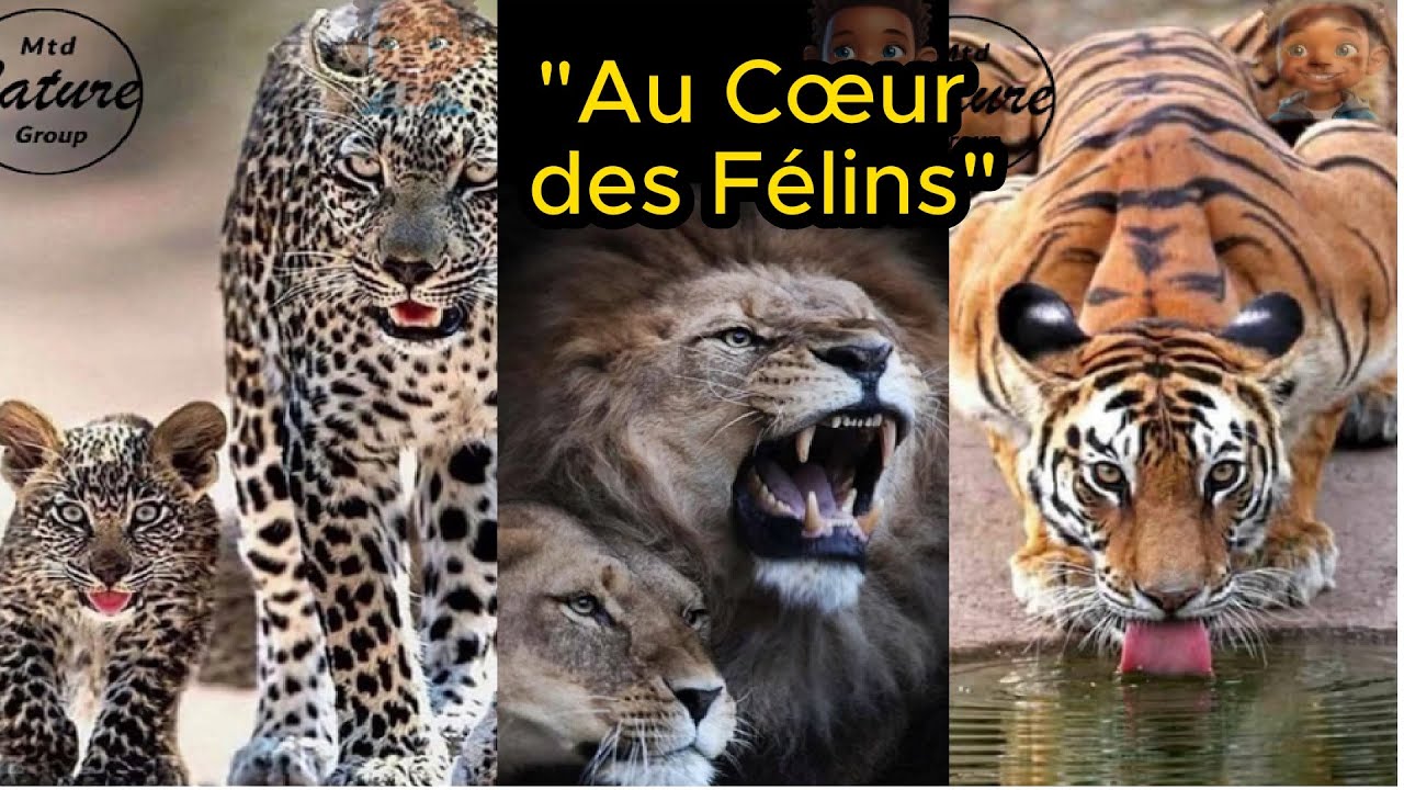Feulement Au-delà du Rugissement Les Félins dans les Coulisses de la Nature - YouTube