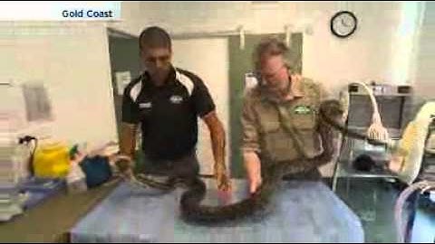 Injured python released into the wild