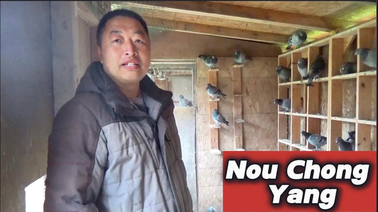 Racing Pigeons - Nou Chong Yang Interview & Loft Tour