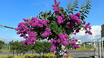 Hoa bằng lăng thái nở quá đẹp..