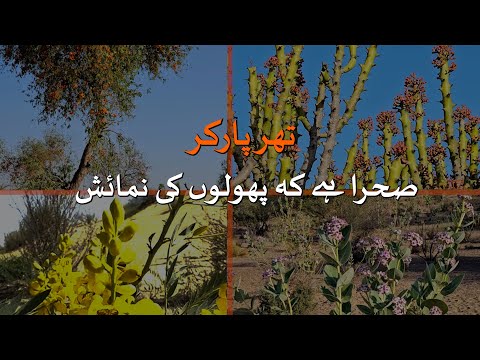 Tharparkar: A dessert or display of flowers? | Loksujag