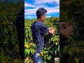Litchi Farmers in Crisis 🍒💔 | No Fair Price in Market ☘️Amazing juicy lychees #lychee