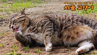 시골 고양이  /Daily life video with cats.[20240501]