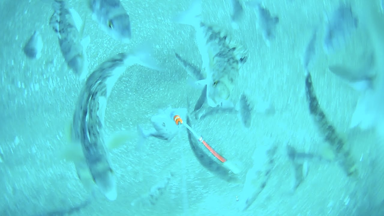 積丹ホッケ釣りカレイ釣り！餌釣り水中映像