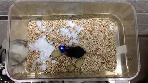 Wireless Coverage In A Cage