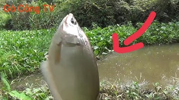 ổ cá thác lác nằm trong đám lục bình, con nào con nấy mập ú|FISHING/ GÒ CÔNG TV